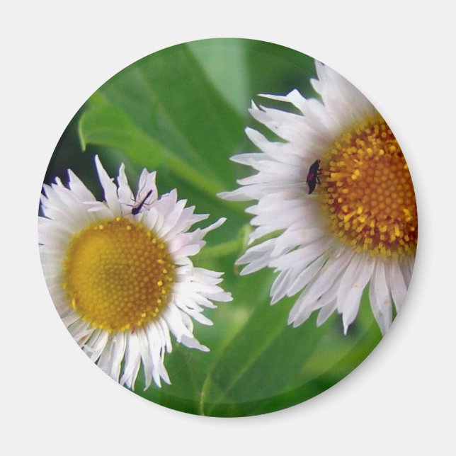 Bugs and White Flowers Magnet (Front)