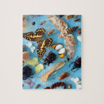 Bugs, Butterflies and Moths