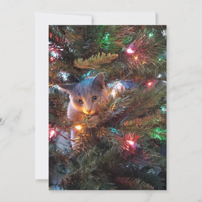 Bugs le chat - Carte de vacances (Devant)