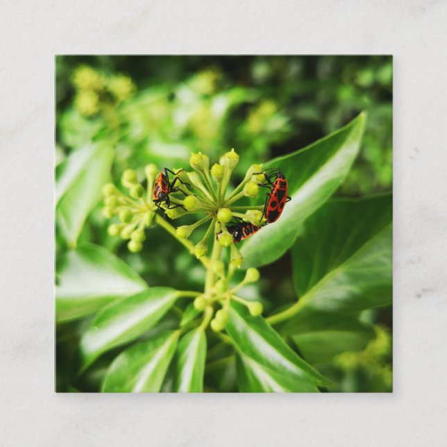 bugs on green 2.5" x 2.5" Enclosure Card (Front)