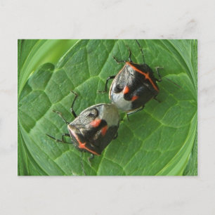 Bugs Spotk ~ carte postale