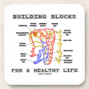 Building Blocks For A Healthy Life Kidney Nephron Coaster