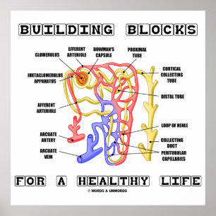 Building Blocks For A Healthy Life Kidney Nephron Poster