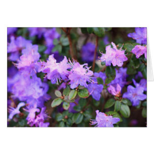 buisson à fleurs d'azalée