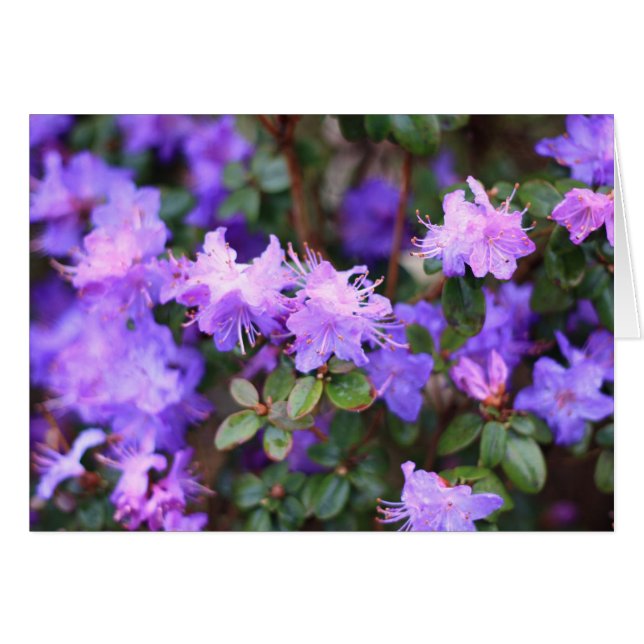 buisson à fleurs d'azalée (Devant horizontal)