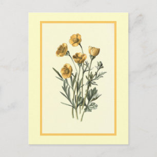 "Bulbous Crowfoot" Botanical Illustration Postcard