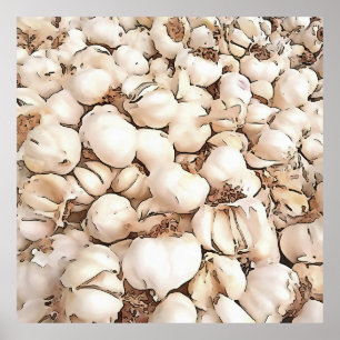 Bulbs Of Garlic Acrylic Art Poster