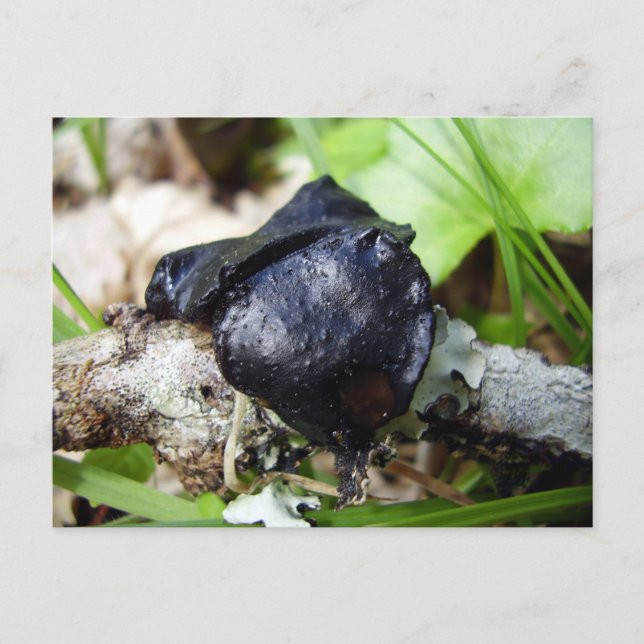 Bulgaria Inquinans Postcard (Front)