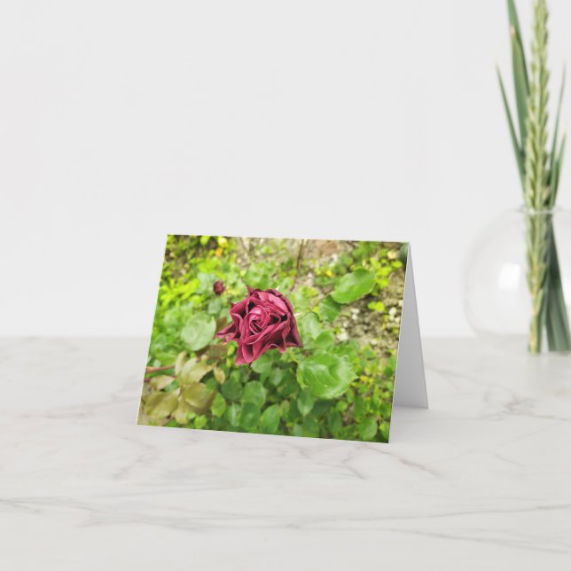 Bulgarian dark red rose thank you card (Front)