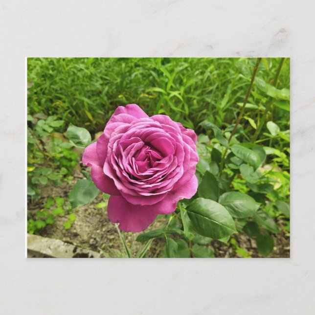 Bulgarian purple rose postcard (Front)