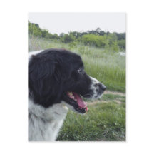 Bulgarian Sheepdog