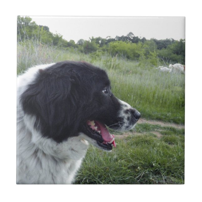 Bulgarian Sheepdog Tile (Front)