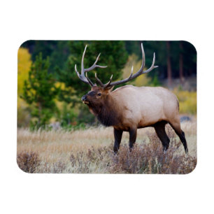 Bull & Aspen Trees   Rocky Mountain National Park Magnet