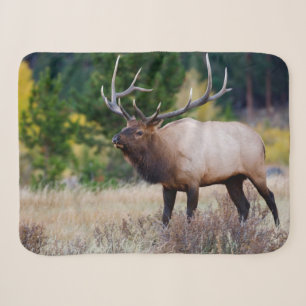 Bull & Aspen Trees   Rocky Mountain National Park Sherpa Blanket