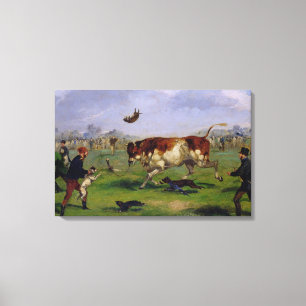 Bull Baiting (oil on paper laid on panel) Canvas Print
