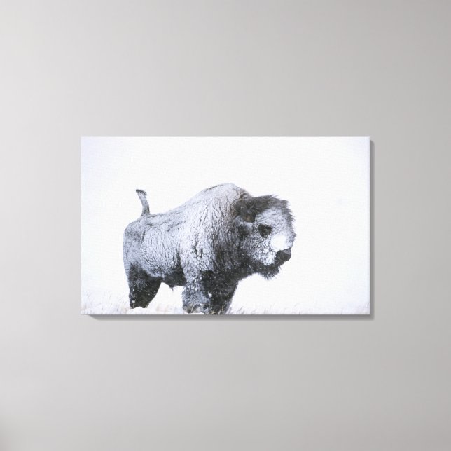 Bull Bison (Bison bison) caked with snow in a ragi Canvas Print (Front)