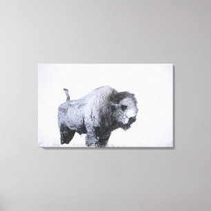 Bull Bison (Bison bison) caked with snow in a ragi Canvas Print