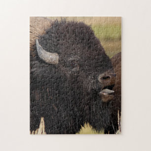 bull bison grunting jigsaw puzzle