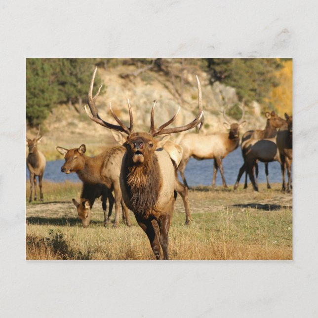 bull bugle postcard (Front)