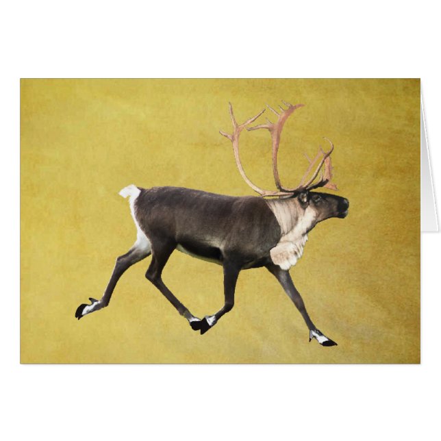 Bull Caribou (Devant horizontal)