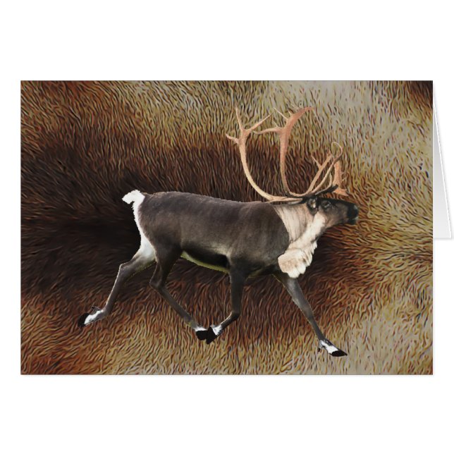 Bull Caribou (Devant horizontal)