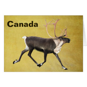 Bull Caribou