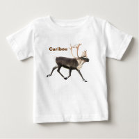 Bull Caribou