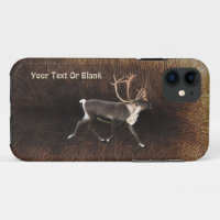 Bull Caribou (Reindeer)