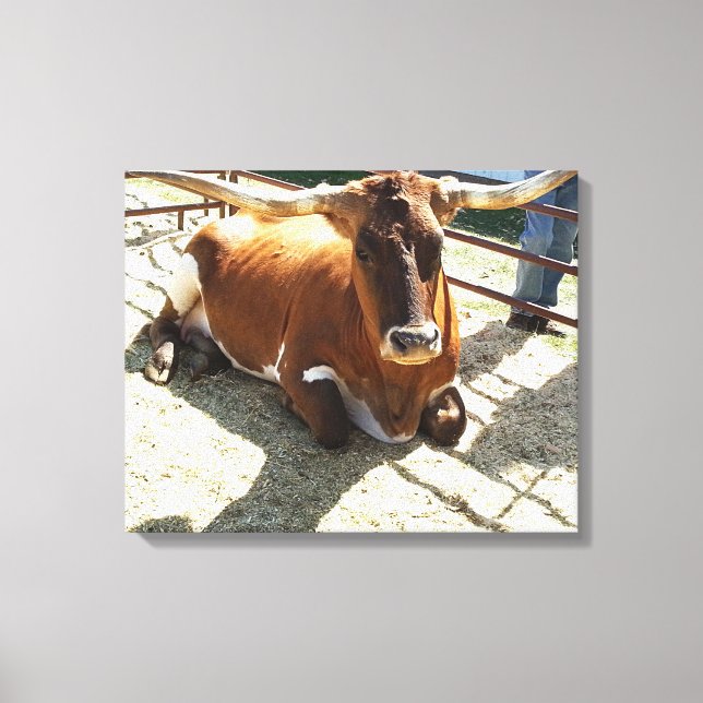Bull Cow Long Horns Ranch rodeo Animal Photography Canvas Print (Front)