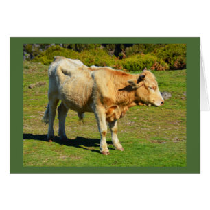 Bull dans la carte animale de Madère