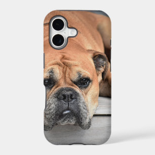 Bull Dog