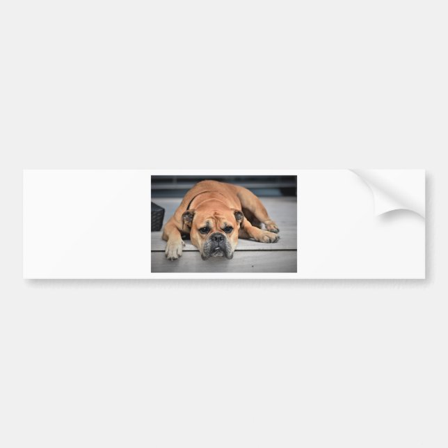 Bull Dog Bumper Sticker (Front)