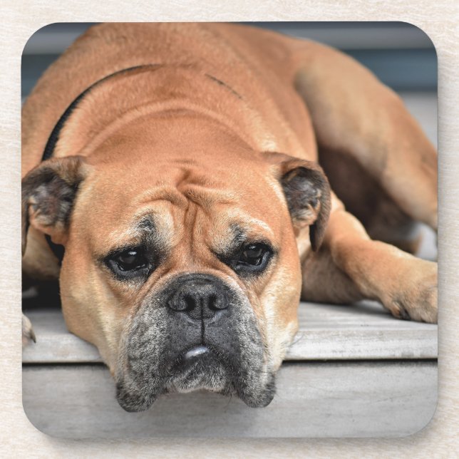 Bull Dog Coaster (Front)