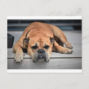 Bull Dog Postcard