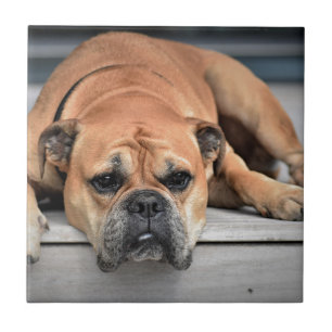 Bull Dog Tile