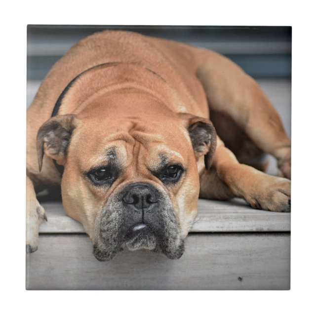 Bull Dog Tile (Front)
