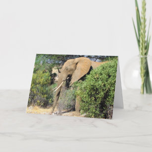 Bull Elephant - African Wildlife Greetings Card