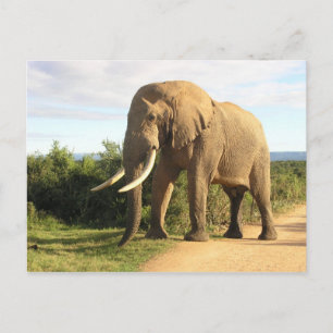 Bull Elephant Postcard