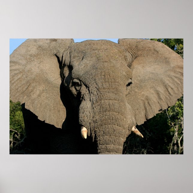 Bull elephant poster (Front)