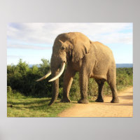 Bull Elephant Poster