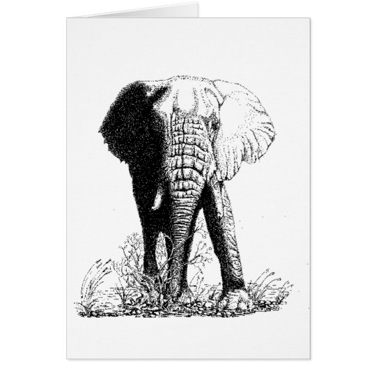 Bull elephant study Birthday Card