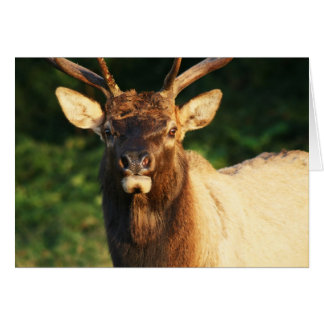 Bull Elk