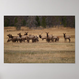 Bull Elk and His Harem Colorado USA Canvas Print