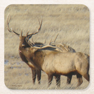 Bull Elk Brother Bulls Square Paper Coaster