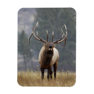 Bull Elk bugling, Yellowstone NP, Wyoming 2 Magnet