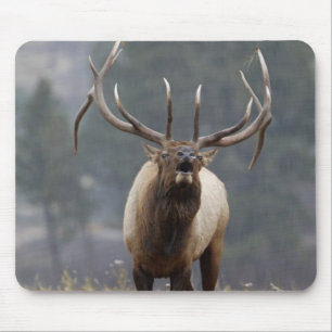 Bull Elk bugling, Yellowstone NP, Wyoming 2 Mouse Pad