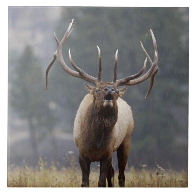 Bull Elk bugling, Yellowstone NP, Wyoming 2 Tile (Front)