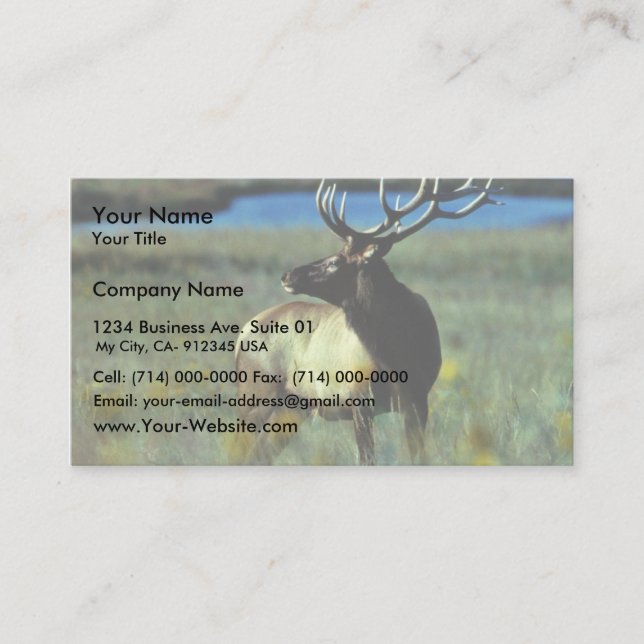 Bull elk business card (Front)