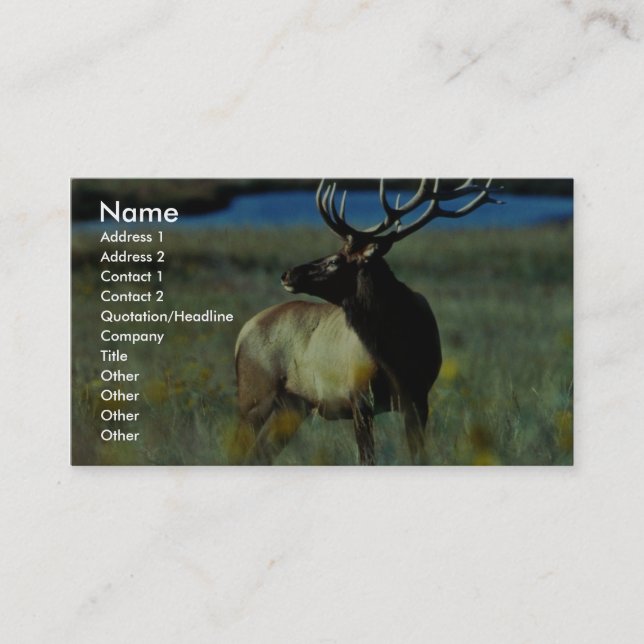 Bull elk business card (Front)