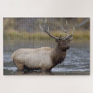 Bull Elk Crossing   Yellowstone National Park Jigsaw Puzzle